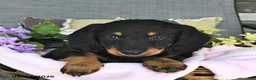 Miniature Dachshund dogs for sale: Kandy - Ad 3