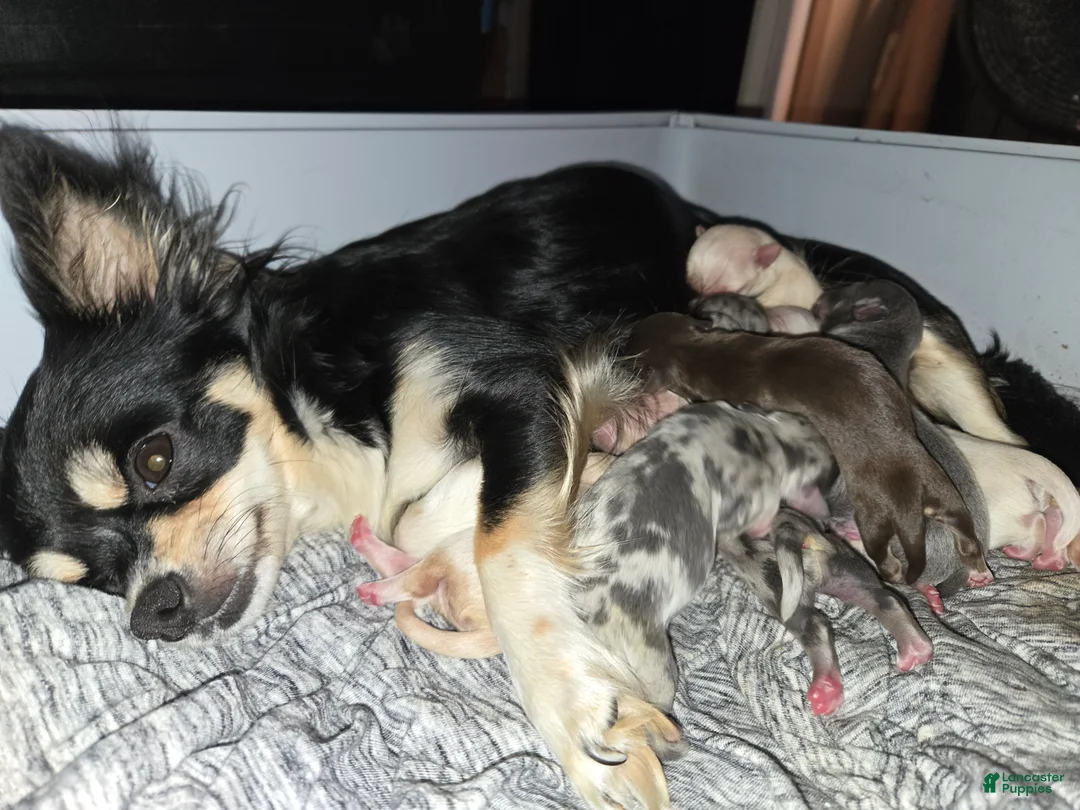 Chihuahua dogs for sale: Little Boy Blue - Ad 2