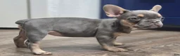 French Bulldog dogs for sale: 🩶🎂Shortcake🎂🩶 - Ad 3