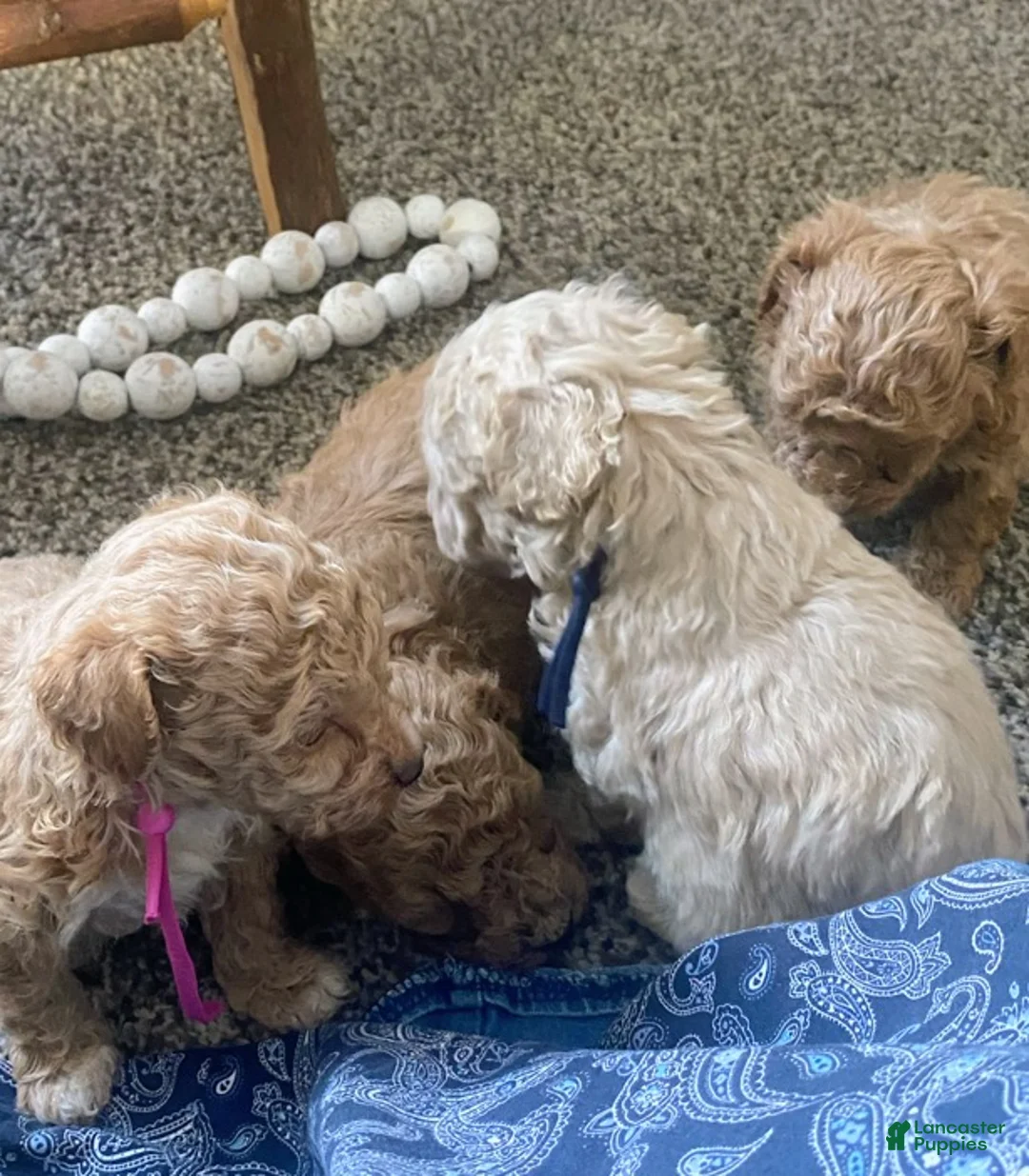 Toy Poodle dogs for sale: SWEET CAMERON  - Ad 8