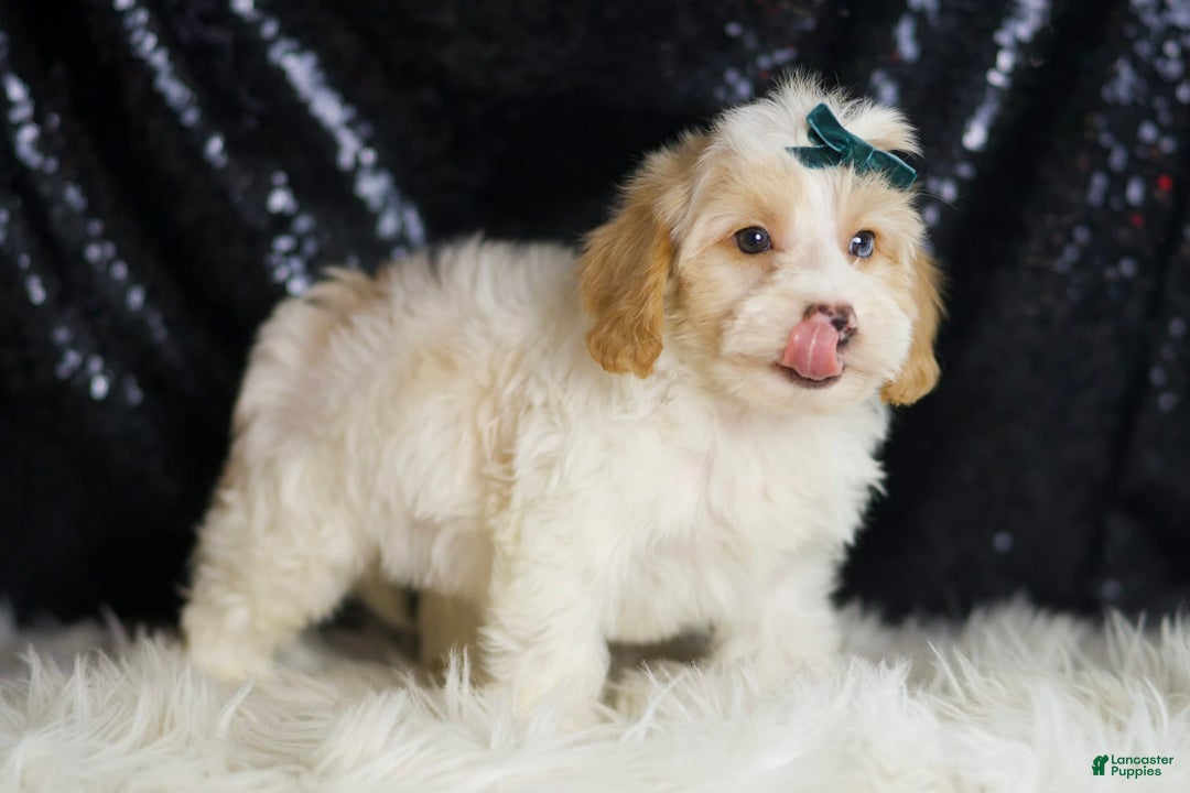 Yorkiepoo dogs for sale: Hurricane - Ad 3
