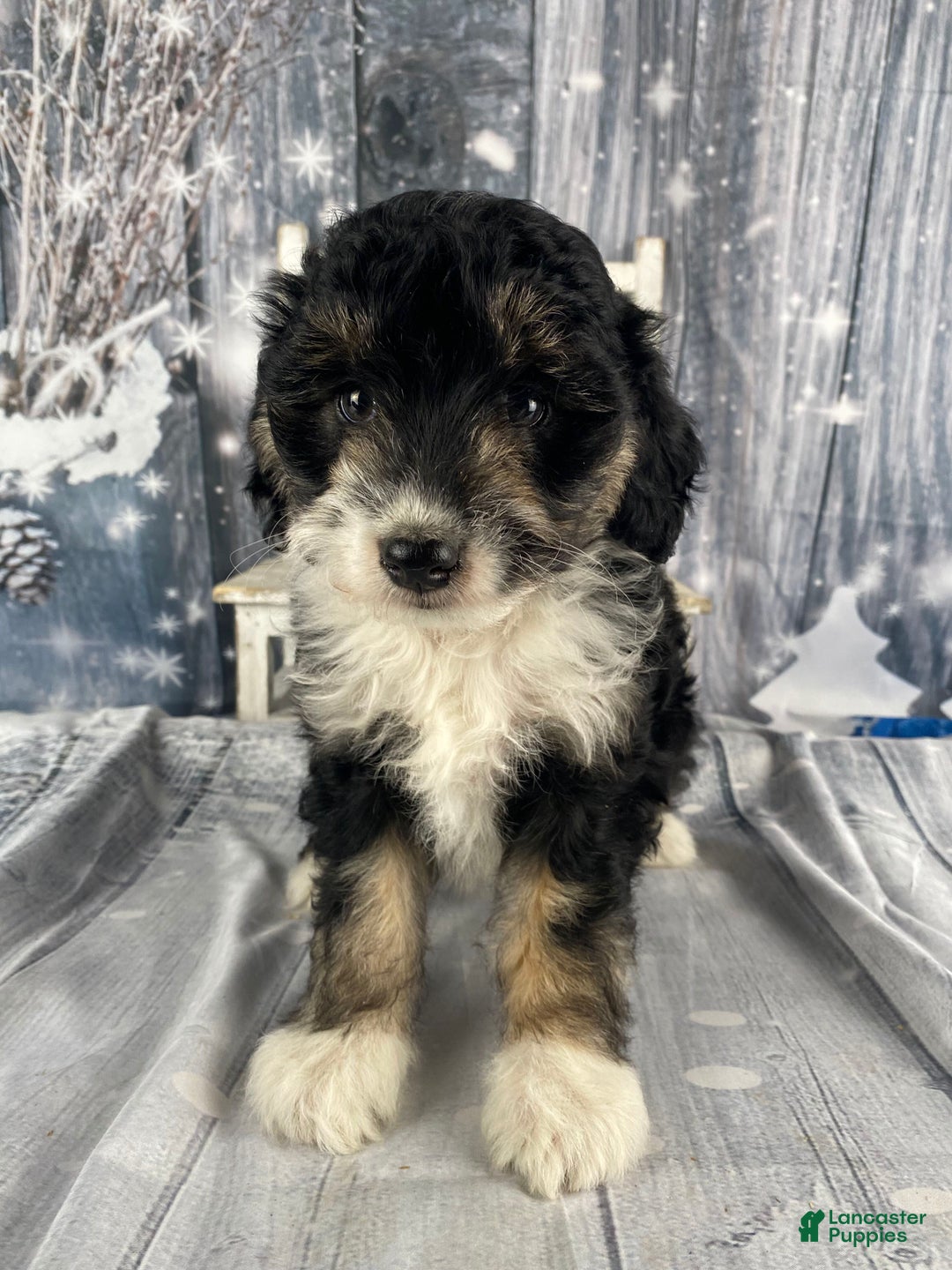 Aussiedoodle dogs for sale: Sara - Ad 5