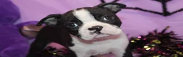 Boston Terrier dogs for sale: Zellah Our Curious Little Girl with a Big Personality - Ad 9