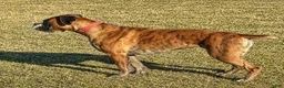 Boxer dogs for sale: REMINGTON - Ad 4
