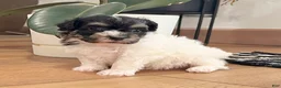 Havanese dogs for sale: Dillon - Ad 6