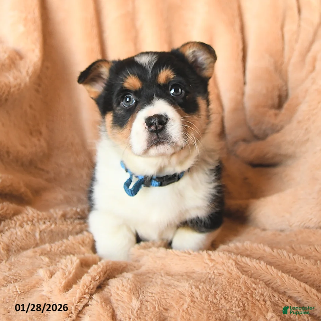 Welsh Corgi Pembroke dogs for sale: Daisy - Ad 3