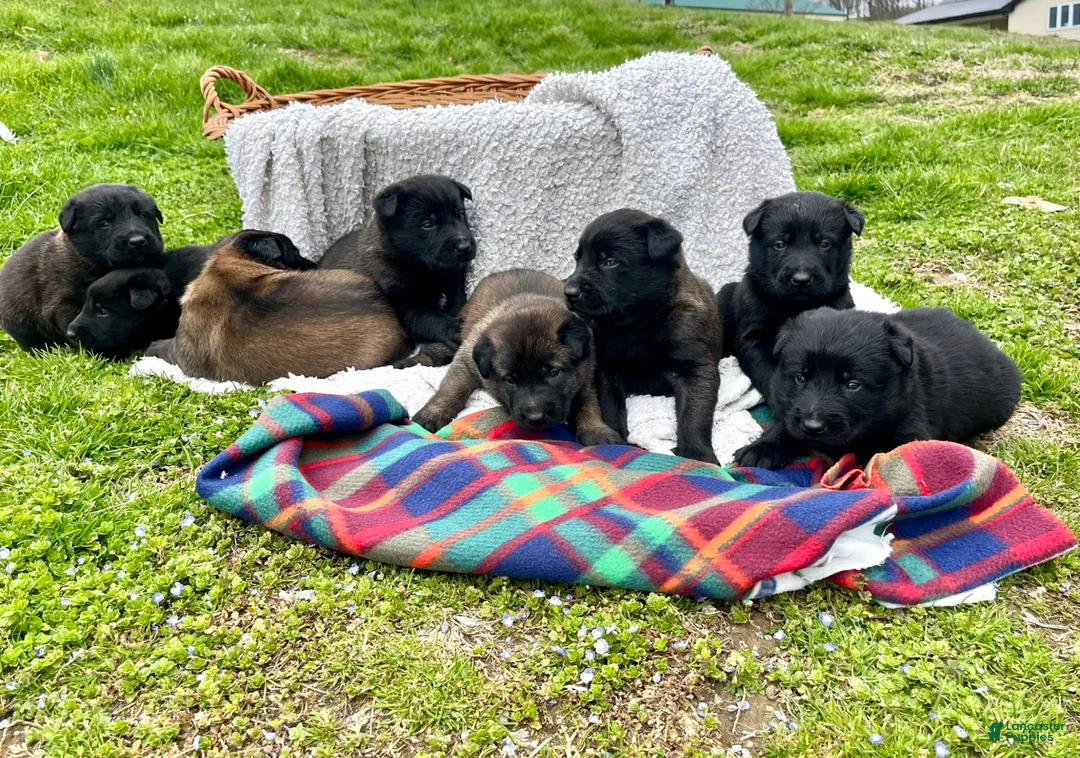 Belgian Malinois dogs for sale: Roxy❤️🐾AKC Registered🐾❤️Free Delivery Anywhere in US❤️Text 717-202-9120 - Ad 1