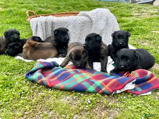 Belgian Malinois dogs Roxy❤️🐾AKC Registered🐾❤️Free Delivery Anywhere in US❤️Text 717-202-9120 - Ad 37