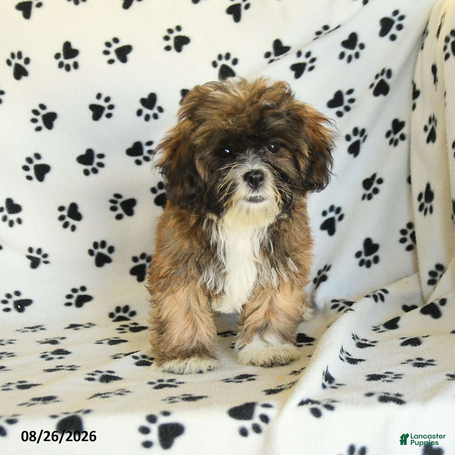 Mixed Breed dogs Uma - Ad 1