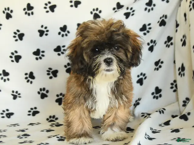 Mixed Breed dogs Uma - Ad 1
