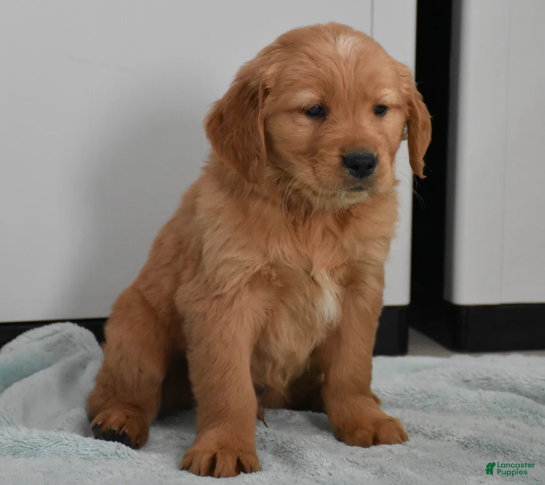 Golden Retriever dogs for sale: Sawyer   Genetic/OFA  - Ad 8