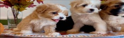 Shorkie dogs for sale: Shorkie Puppy 2 - Ad 10