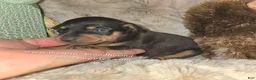 Miniature Pinscher dogs for sale: Clair black tan - Ad 2