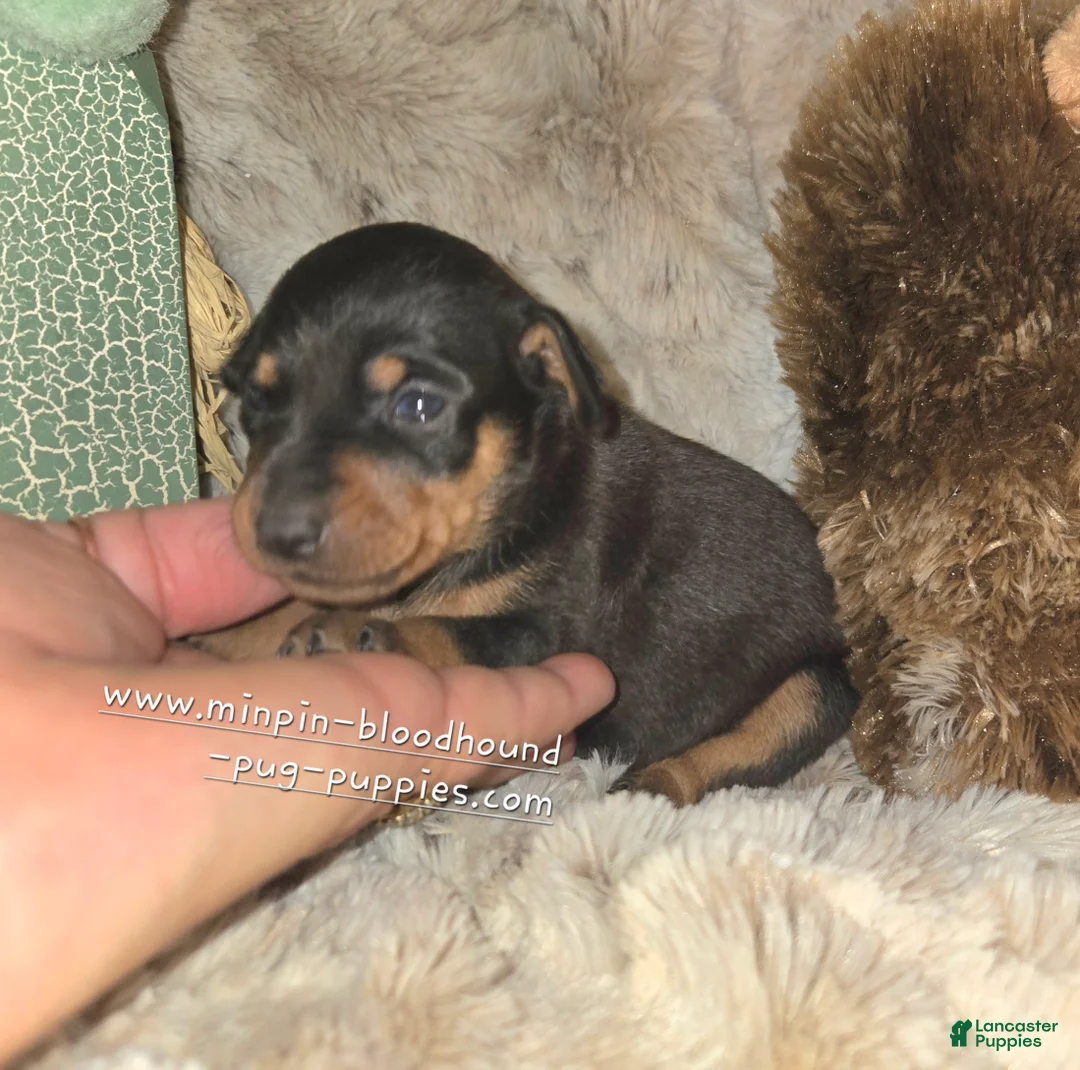 Miniature Pinscher dogs for sale: Clair black tan - Ad 2