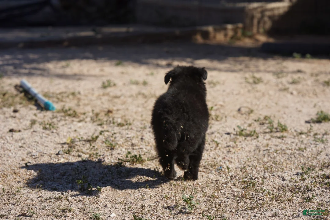 Mixed Breed dogs for sale: Toes F Black - Ad 9