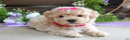 Maltipoo dogs for sale: Luna - Ad 7