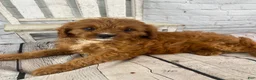 Cavapoo dogs for sale: Daisy - Ad 5