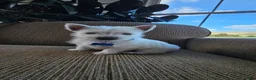 West Highland Terrier dogs for sale: Tucker - Ad 2