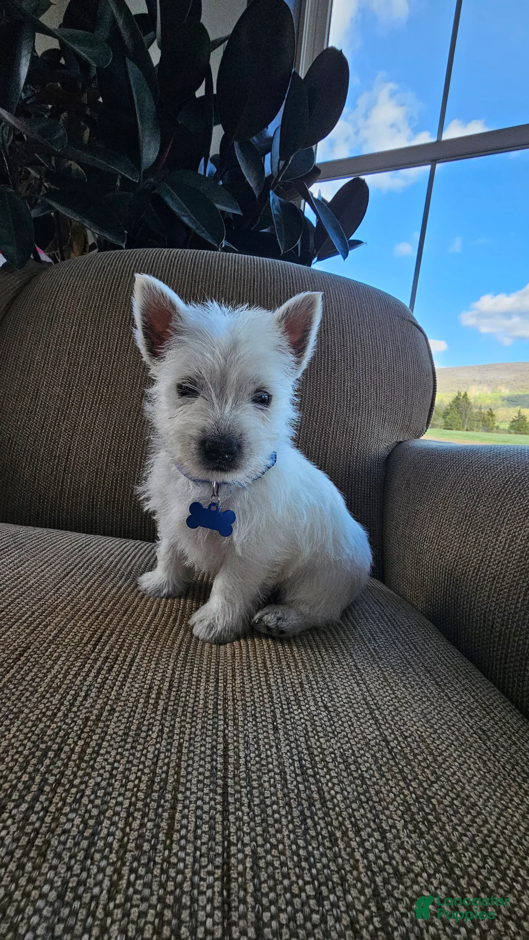 West Highland Terrier dogs for sale: Tucker - Ad 2