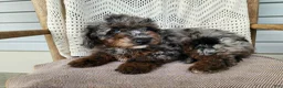 Mini Bernedoodle dogs for sale: Leasha - Ad 6