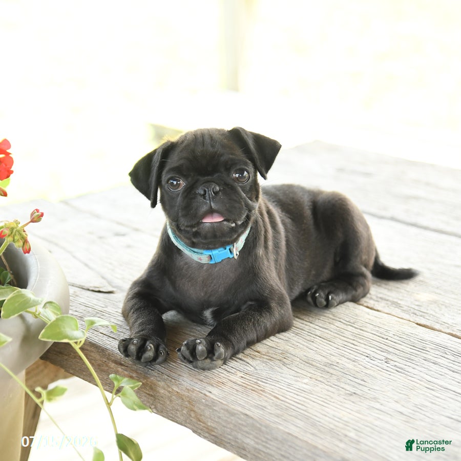 Pug dogs Matthew - Ad 1