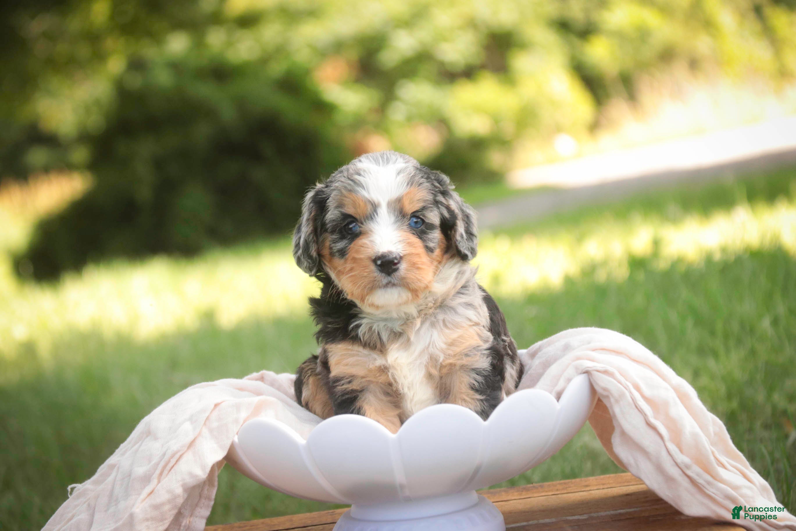 Mini Bernedoodle dogs Misha Mini Bernedoodle  - Ad 2