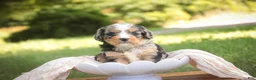 Mini Bernedoodle dogs for sale: Misha Mini Bernedoodle  - Ad 2