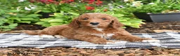 Goldendoodle dogs for sale: Rosalie - Ad 5