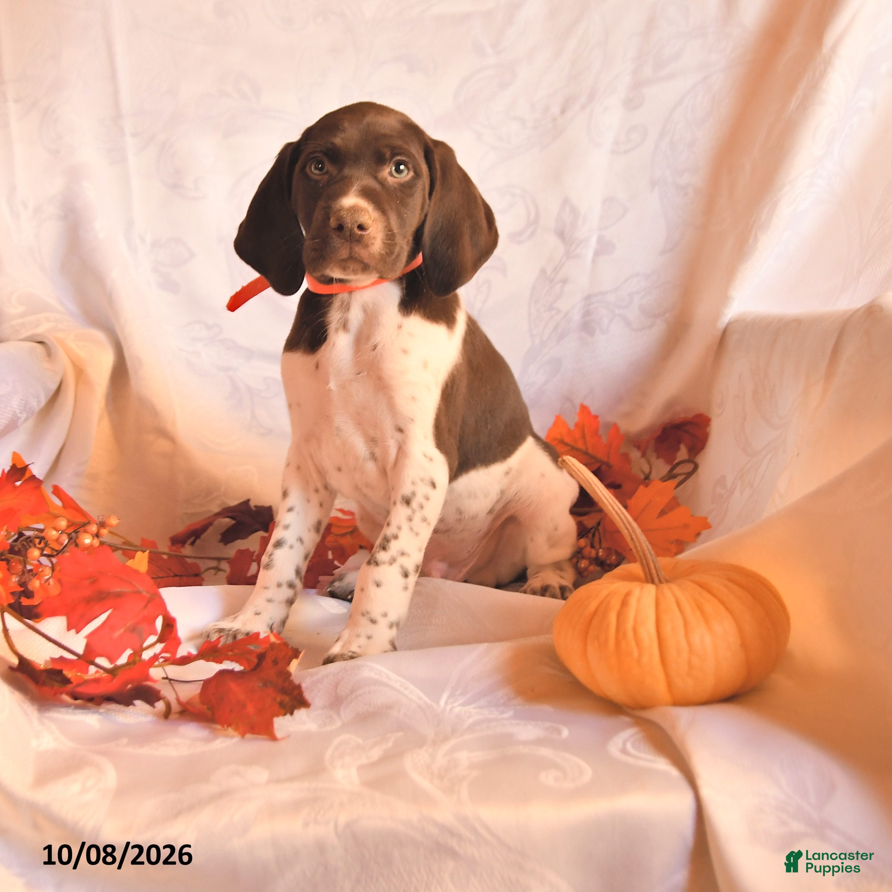 German Shorthaired Pointer dogs for sale: Ace - Ad 3