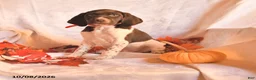German Shorthaired Pointer dogs for sale: Ace - Ad 1