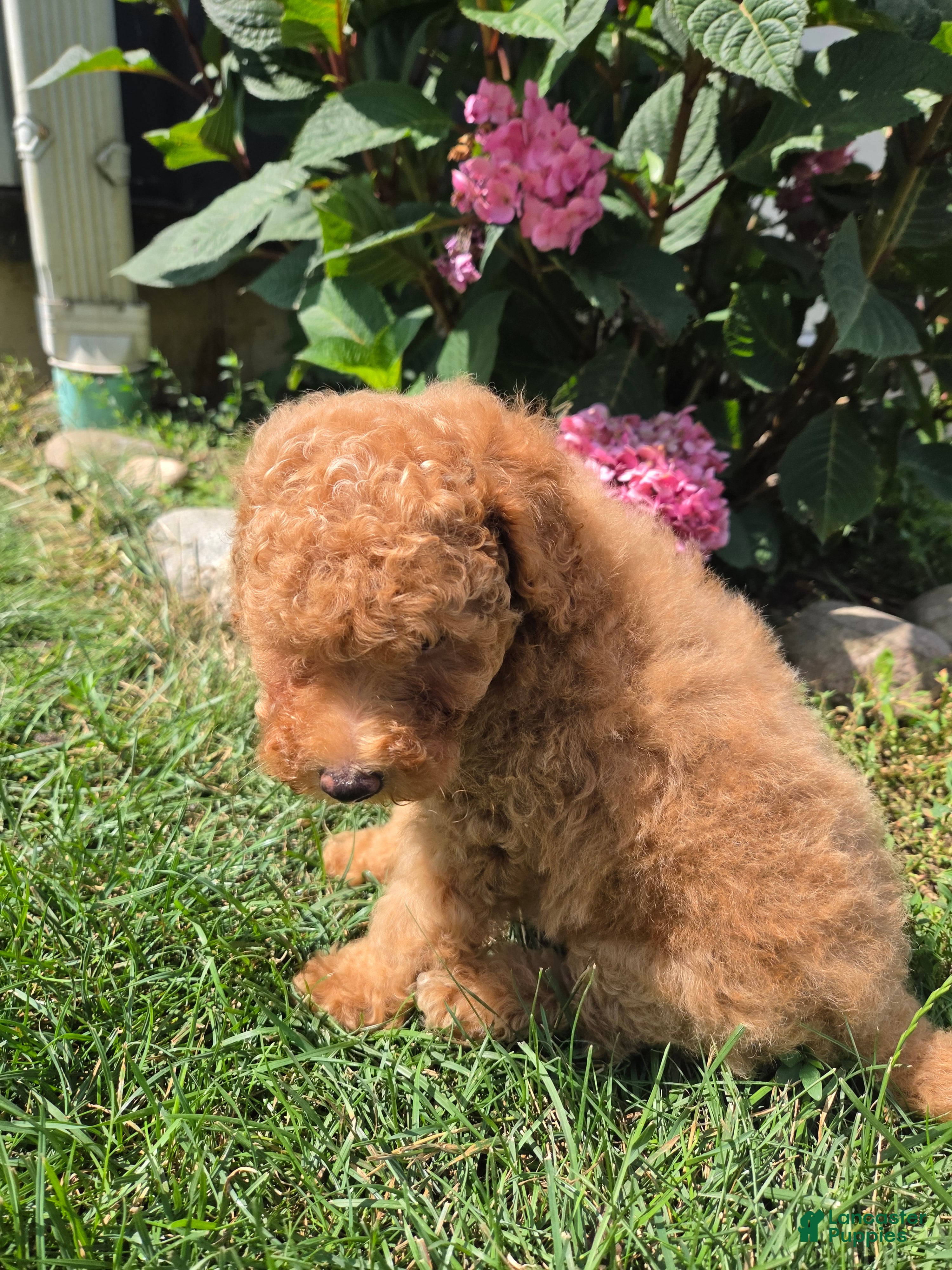 Miniature Poodle dogs Zera - Ad 2