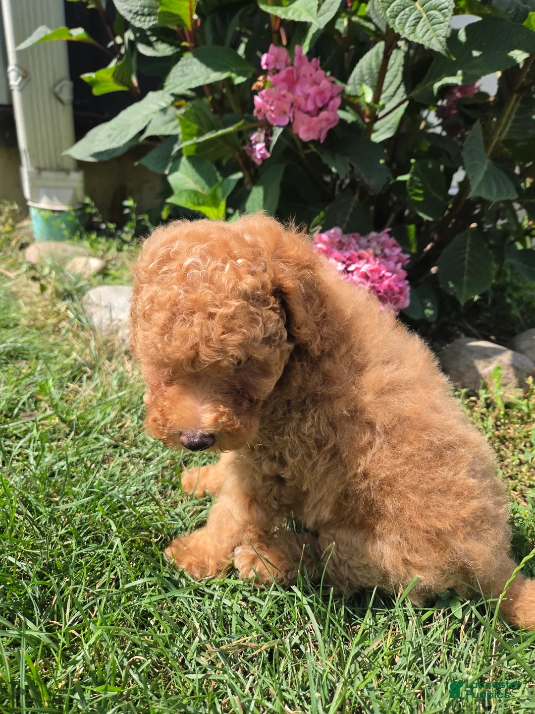 Miniature Poodle dogs for sale: Zera - Ad 2