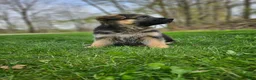 German Shepherd dogs for sale: Hunter  - Ad 4