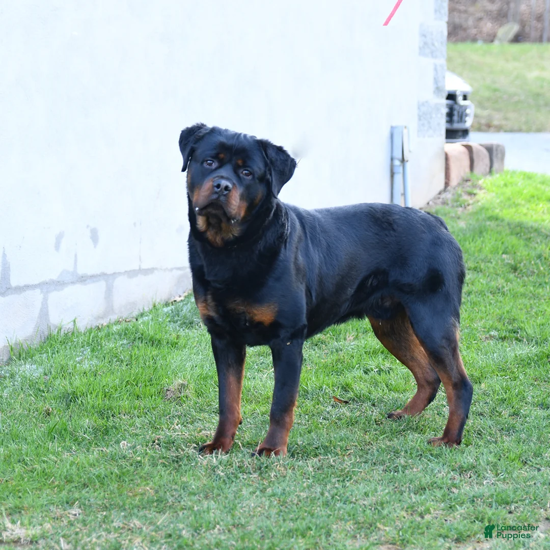 Rottweiler dogs for sale: King - Ad 1
