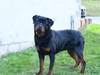 Rottweiler dogs for sale: King - Ad 1