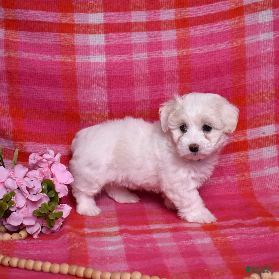 Coton De Tulear dogs for sale: Belle  - Ad 4