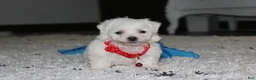 Bichon Frise dogs for sale: ❤️Jojo❤️ - Ad 3