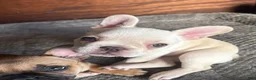 French Bulldog dogs for sale: SNOW WHITE - BEAUTY in CALI, USA DELIVERY & FINANCING OPTIONS! - Ad 9