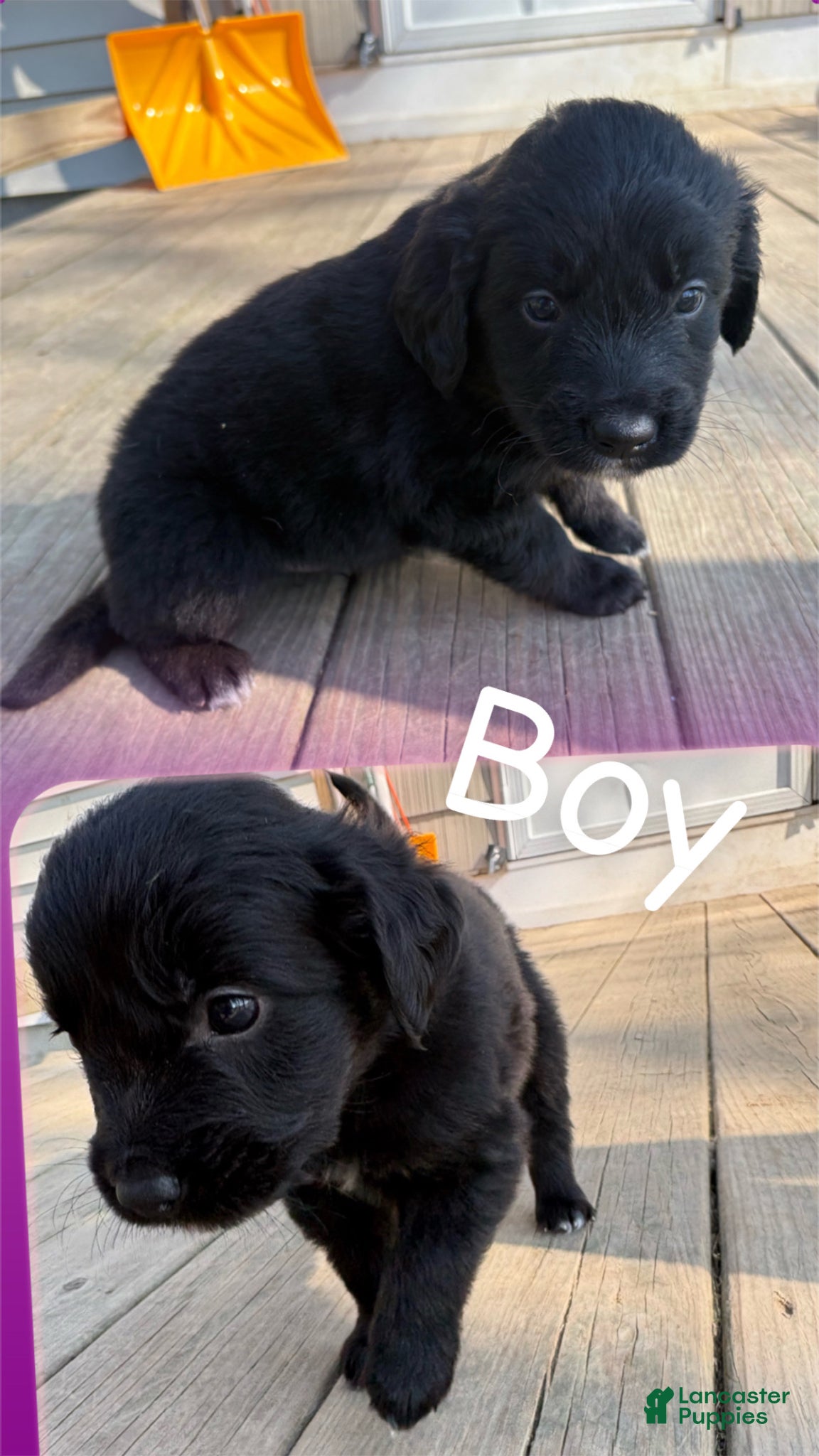 Mixed Breed dogs Mixed Breed Puppy 3 - Ad 3