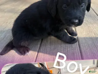 Mixed Breed dogs Mixed Breed Puppy 3 - Ad 4