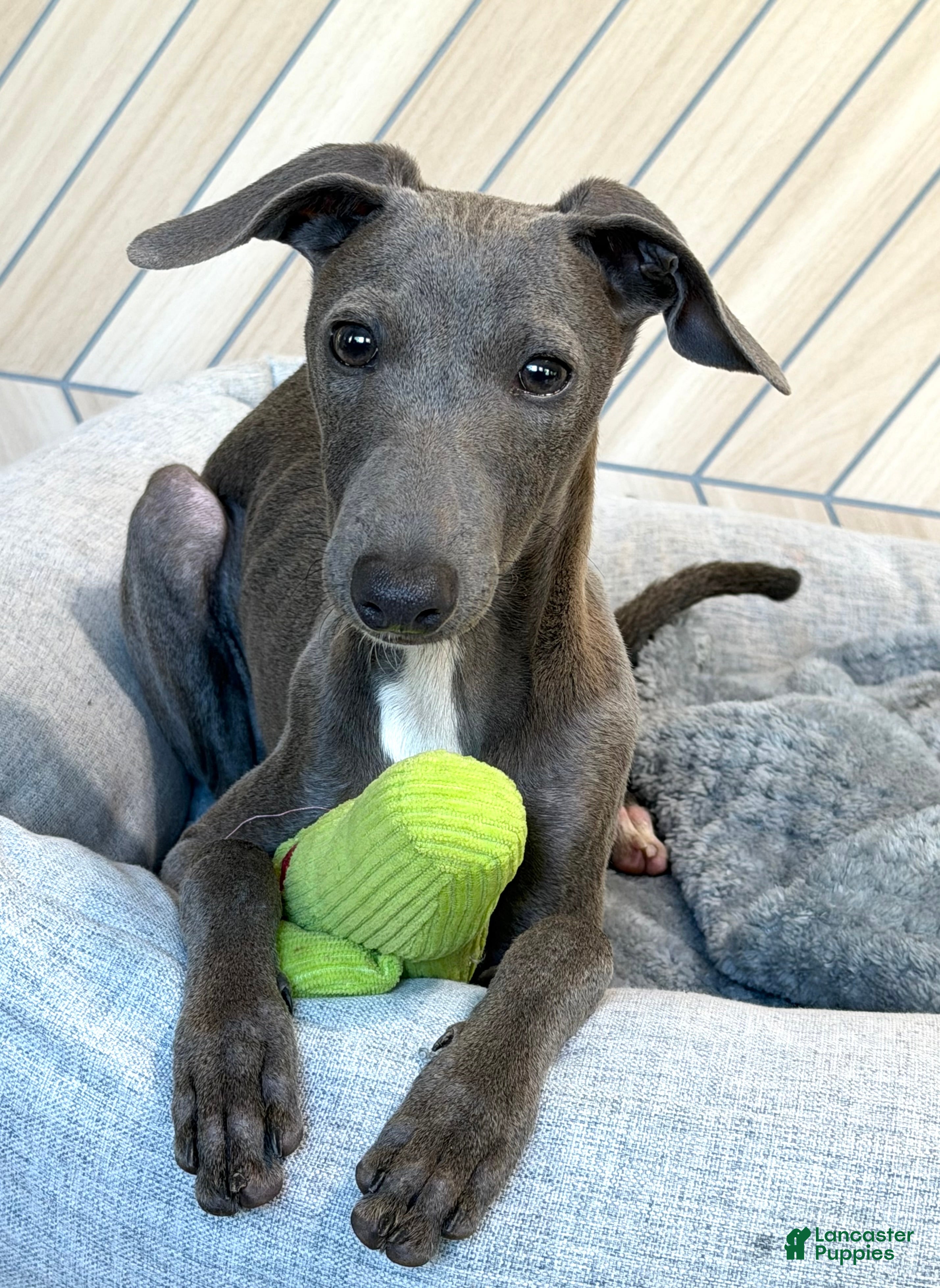 Italian Greyhound dogs for sale: Quill - Ad 3