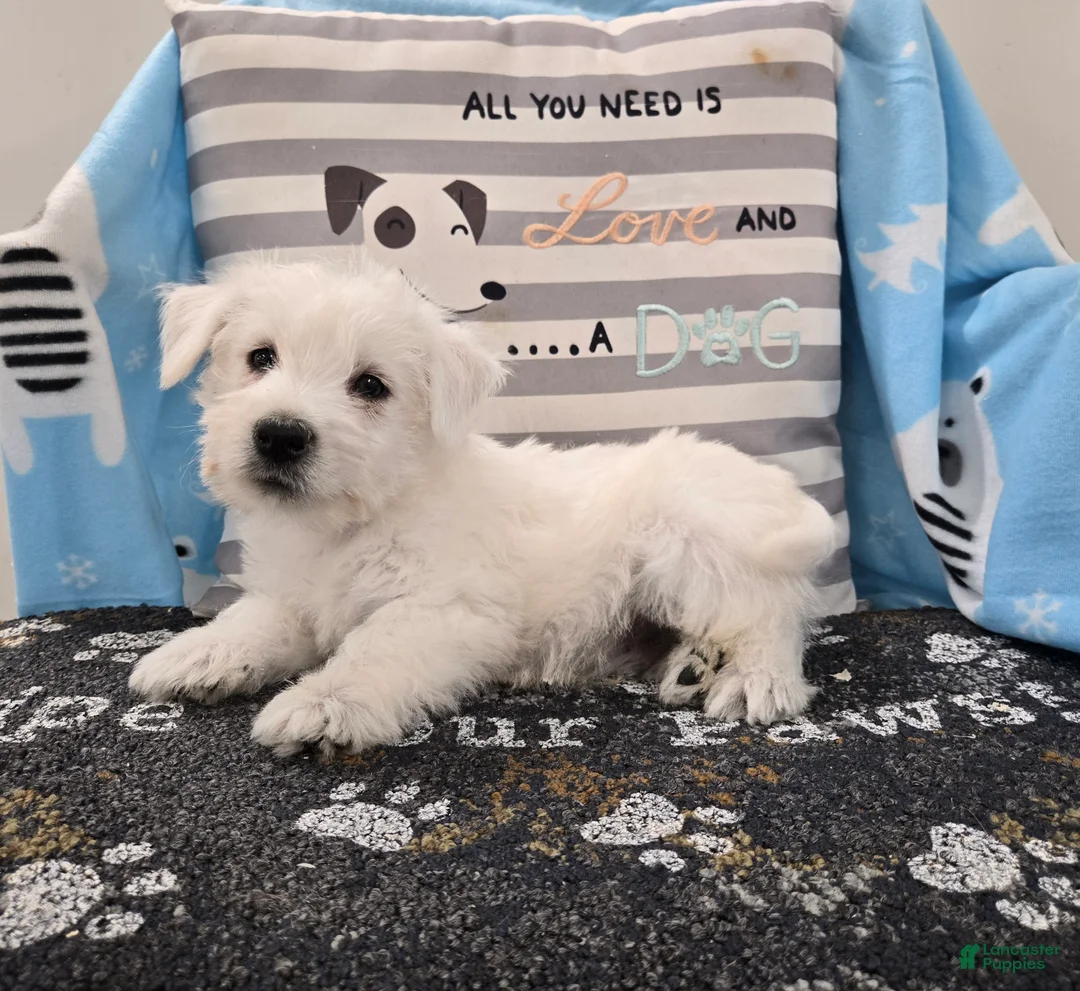 West Highland Terrier dogs for sale: West Highland Terrier Puppy 4 - Ad 1