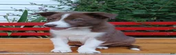 Border Collie dogs for sale: Kiwi - Ad 4