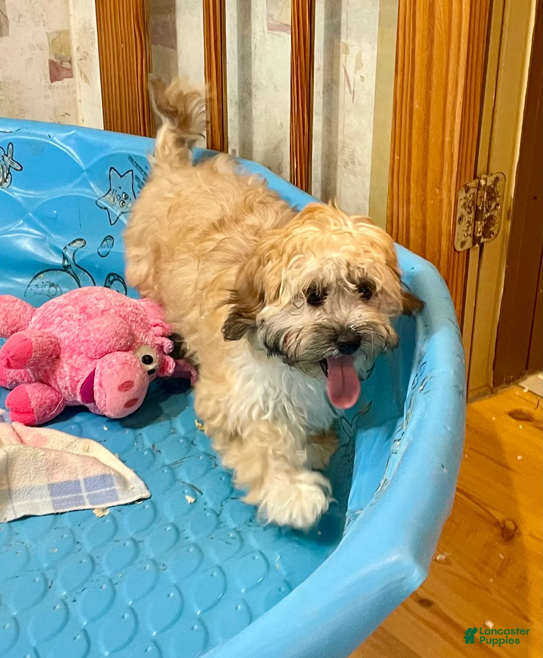 Teddy Bear dogs for sale: Sammy - Ad 4