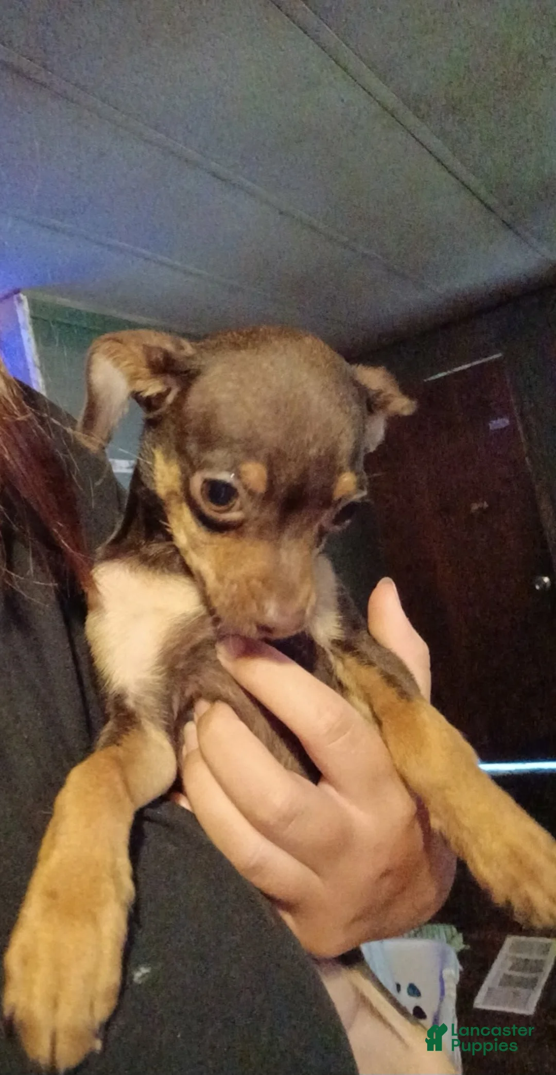 Chihuahua dogs for sale: Chihuahua Puppy 1 - Ad 1