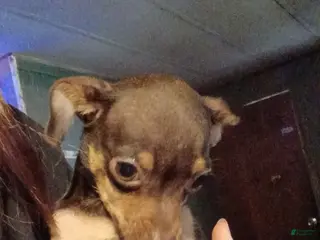 Chihuahua dogs Chihuahua Puppy 1 - Ad 14