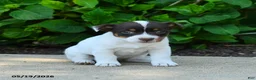 Jack Russell Terrier dogs for sale: Bessie - Ad 3