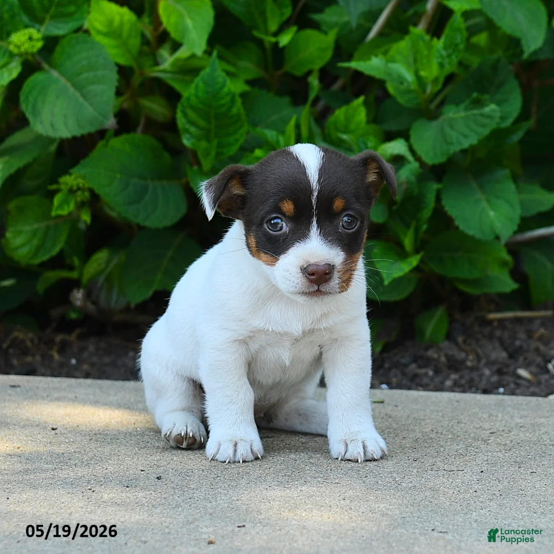 Jack Russell Terrier dogs for sale: Bessie - Ad 3