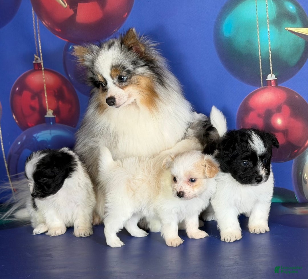 Pomapoo dogs for sale: Cookie - Ad 14