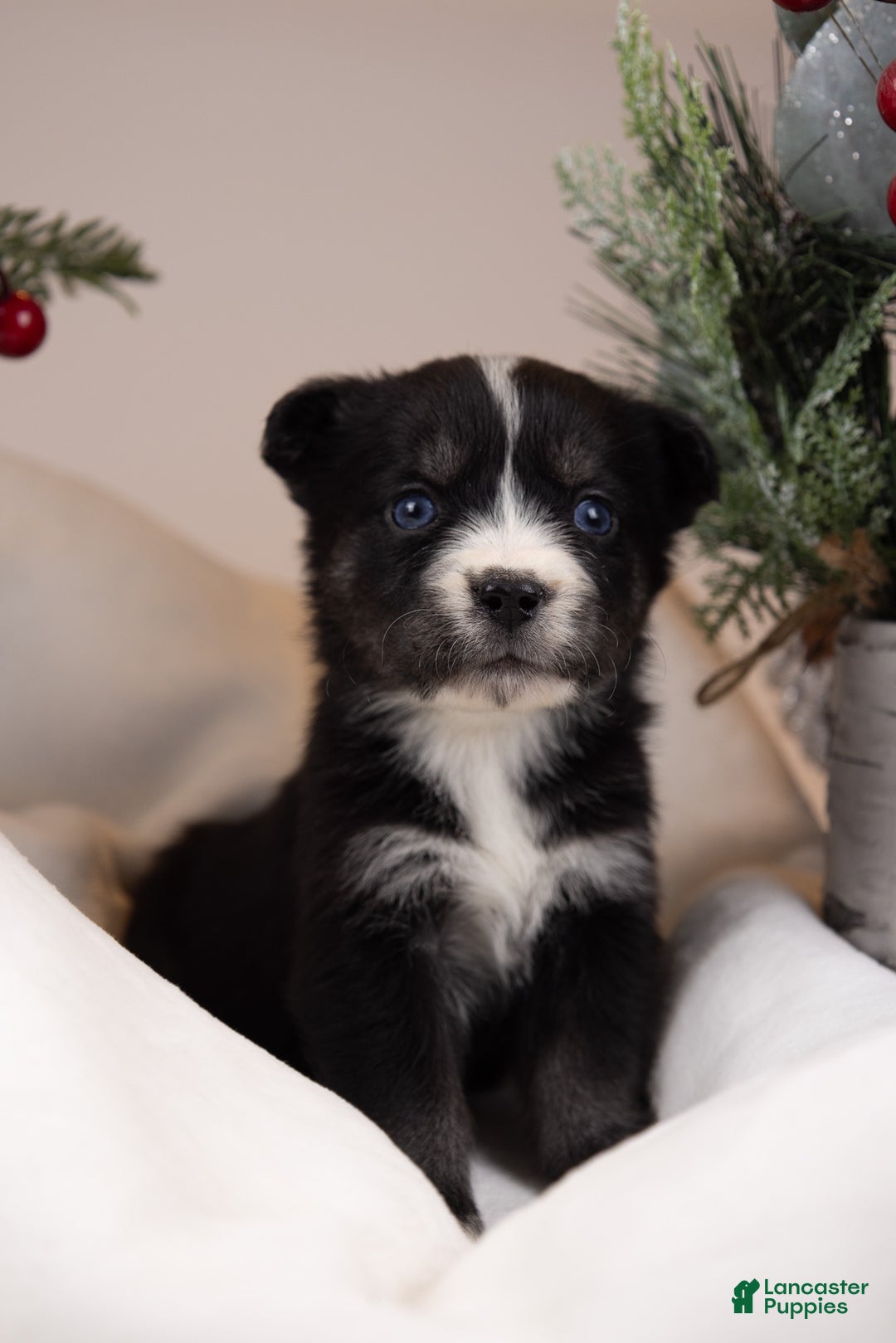 Goberian dogs for sale: Baby - Ad 4